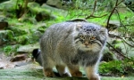 Manul (foto): darmowy step eremit lub uroczy zwierzę?